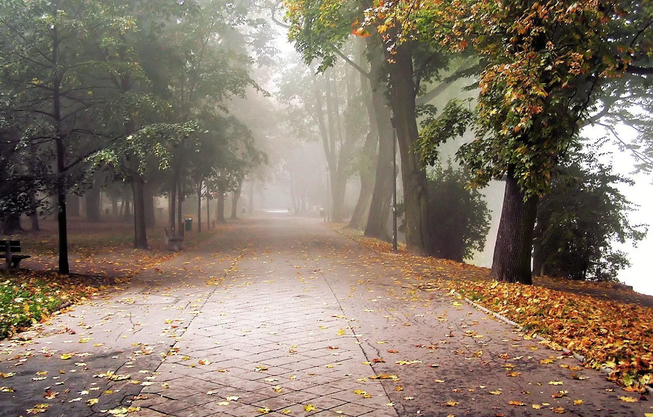 Фото обои осень, листья, туман, парк