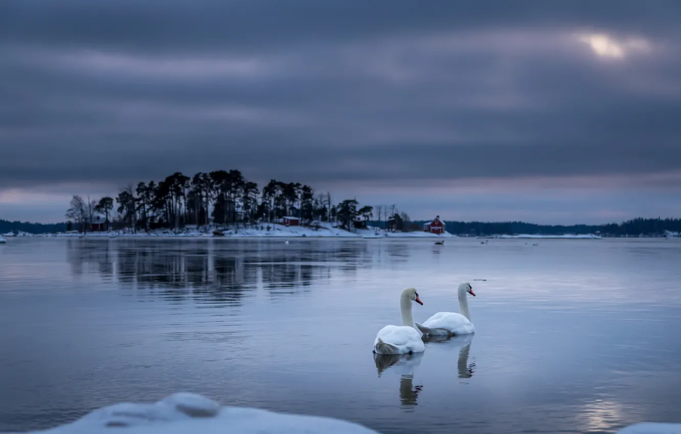 Фото обои ночь, озеро, лебеди