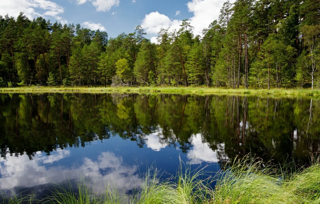 Фото обои лес, деревья, отражение, река, Польша, Poland
