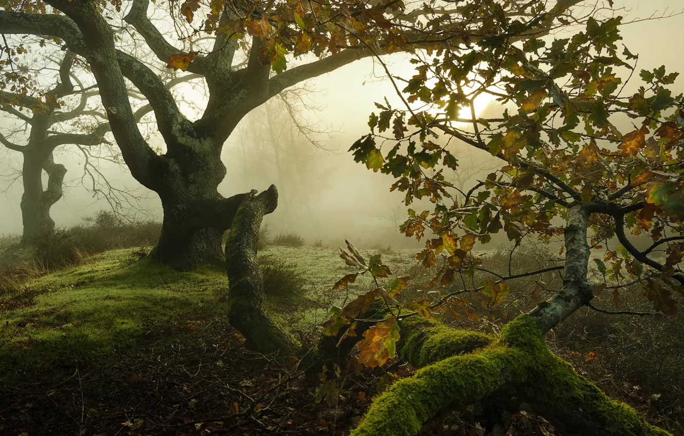 Фото обои лес, природа, туман
