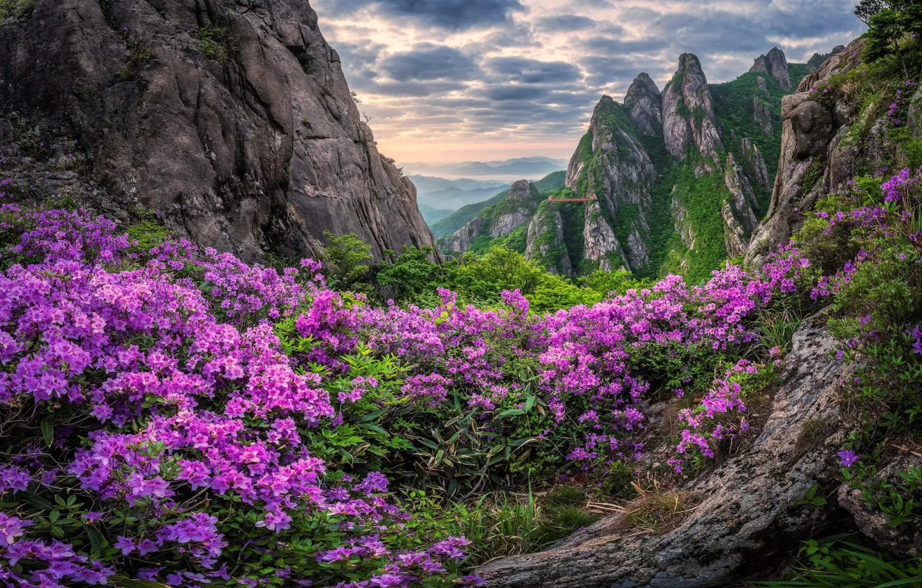 Фото обои облака, цветы, горы, скалы, склоны, весна, розовые, цветение