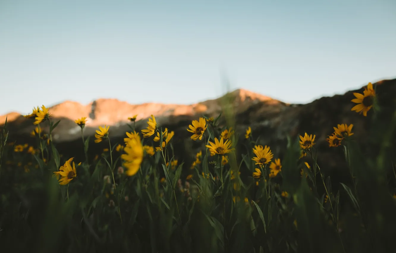 Фото обои горы, фон, фокус, жёлтые цветы