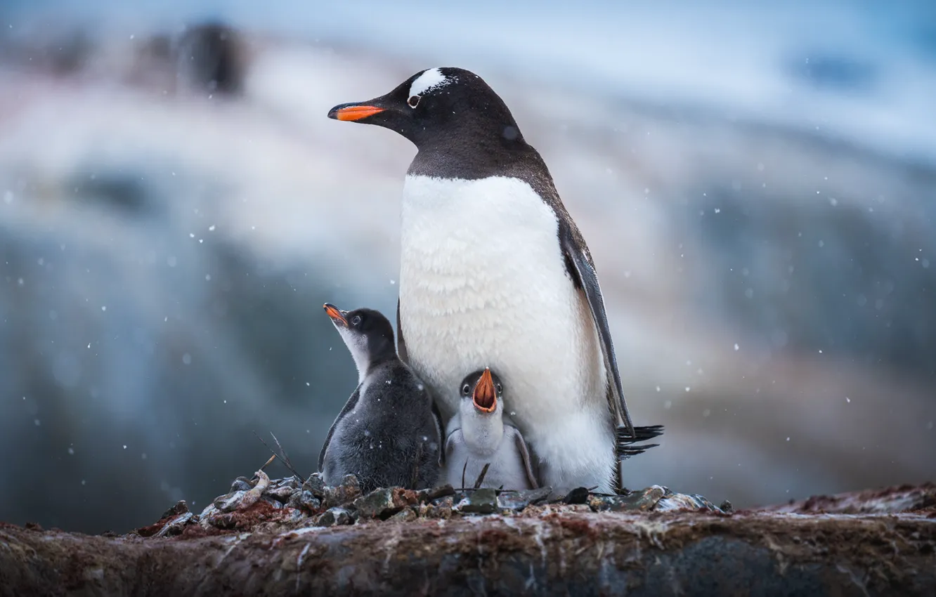 Фото обои снег, камень, пингвины, птенцы, Antarctic Penguins