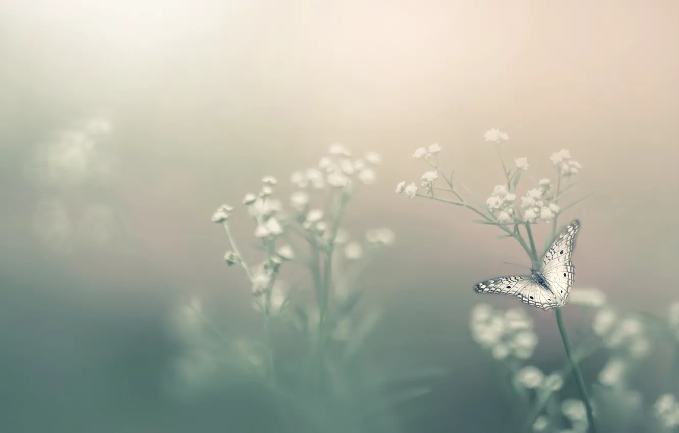 Фото обои цветок, туман, бабочка, боке, Насекомое