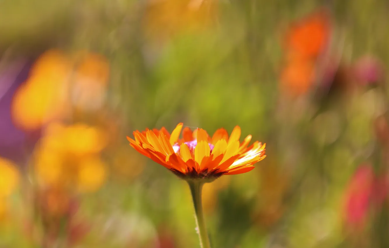 Фото обои поле, цветок, макро, фокус, размытость, Оранжевый