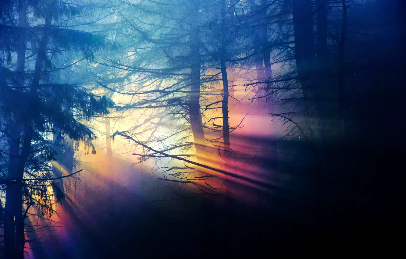 Фото обои лес, свет, деревья, ветки, природа, темнота, радуга, спектр