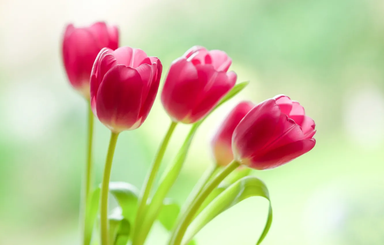 Фото обои фон, тюльпаны, бутоны, боке