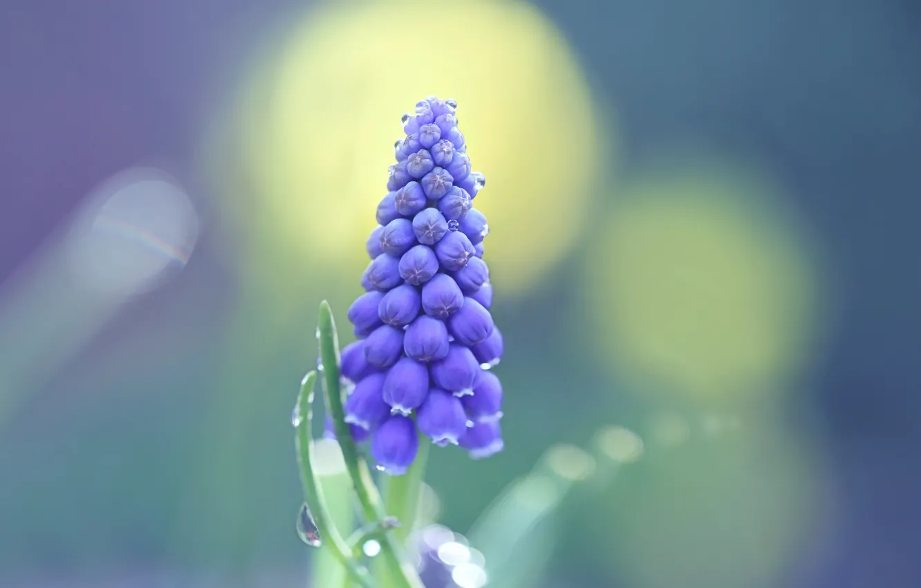 Фото обои цветы, природа, фон