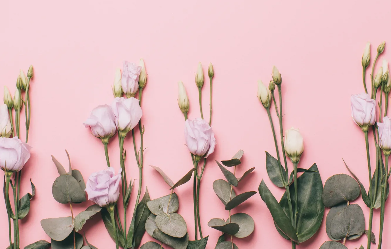 Фото обои цветы, white, белые, бутоны, pink, flowers, background, эустома