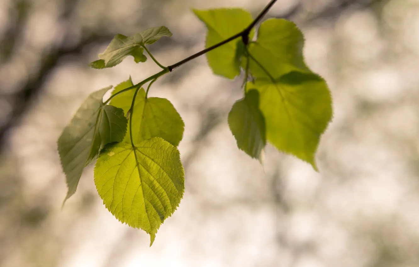 Фото обои листья, природа, ветка