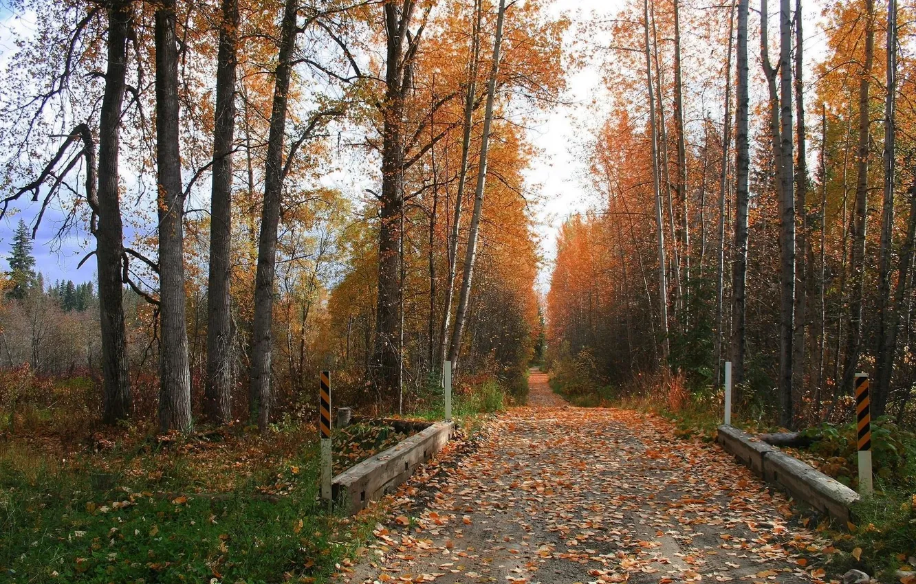 Фото обои дорога, осень, листья, роща
