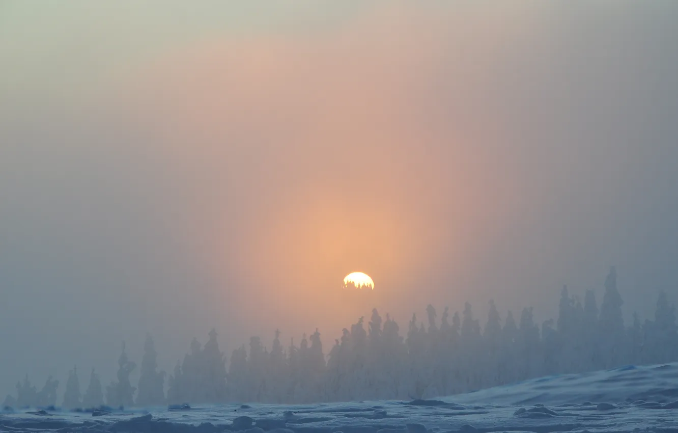 Фото обои зима, лес, небо, солнце, снег, деревья, пейзаж, закат