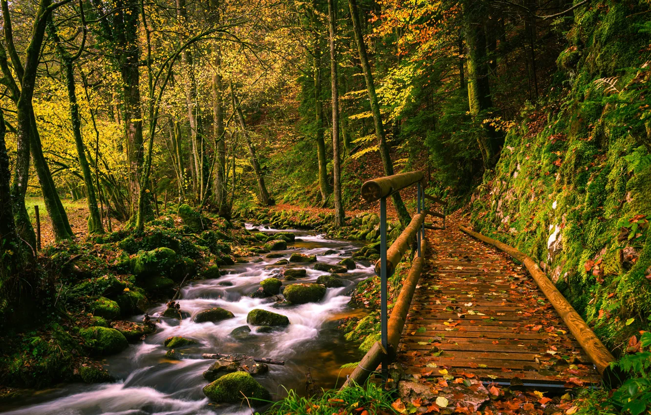 Фото обои осень, лес, деревья, мост, ручей, Германия, речка, Germany