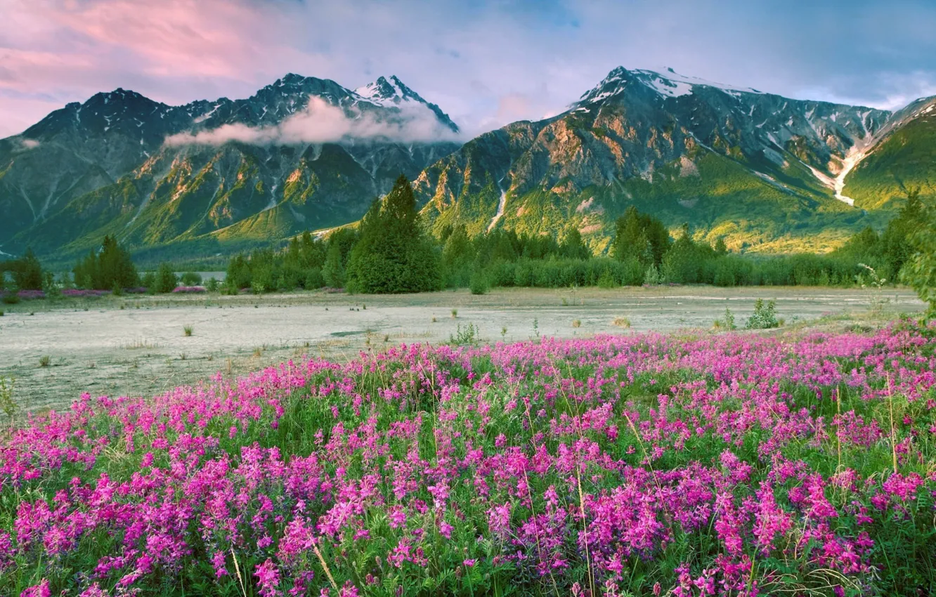 Фото обои Цветы, Горы, Долина
