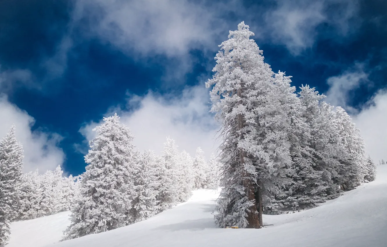 Фото обои nature, winter, snow, spruce
