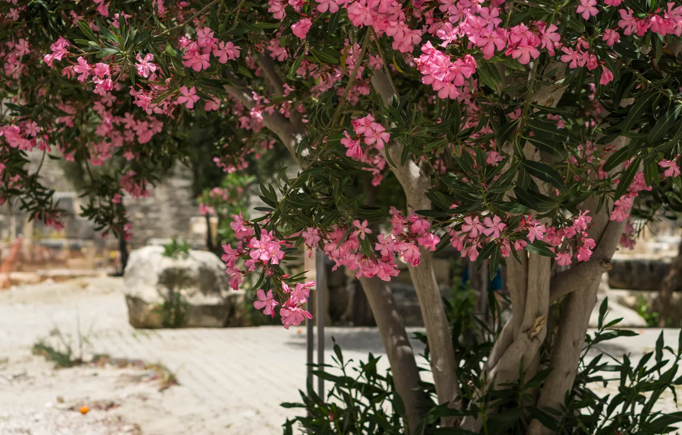 Фото обои Цветы, Дерево, Растение, Tree, Flowers, Олеандр, Plant, Oleander