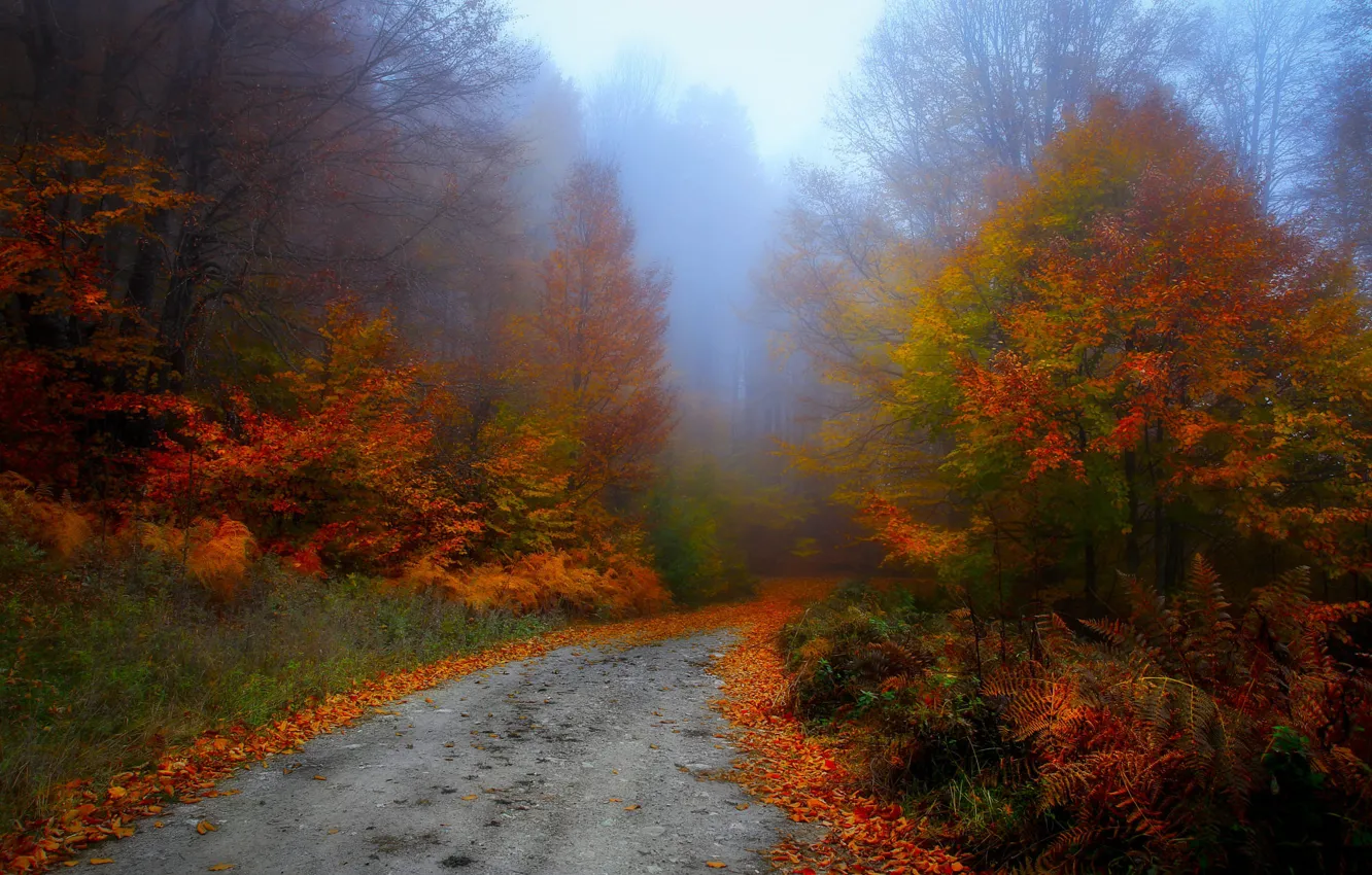 Фото обои дорога, осень, лес, деревья, туман, парк, заросли, ветви