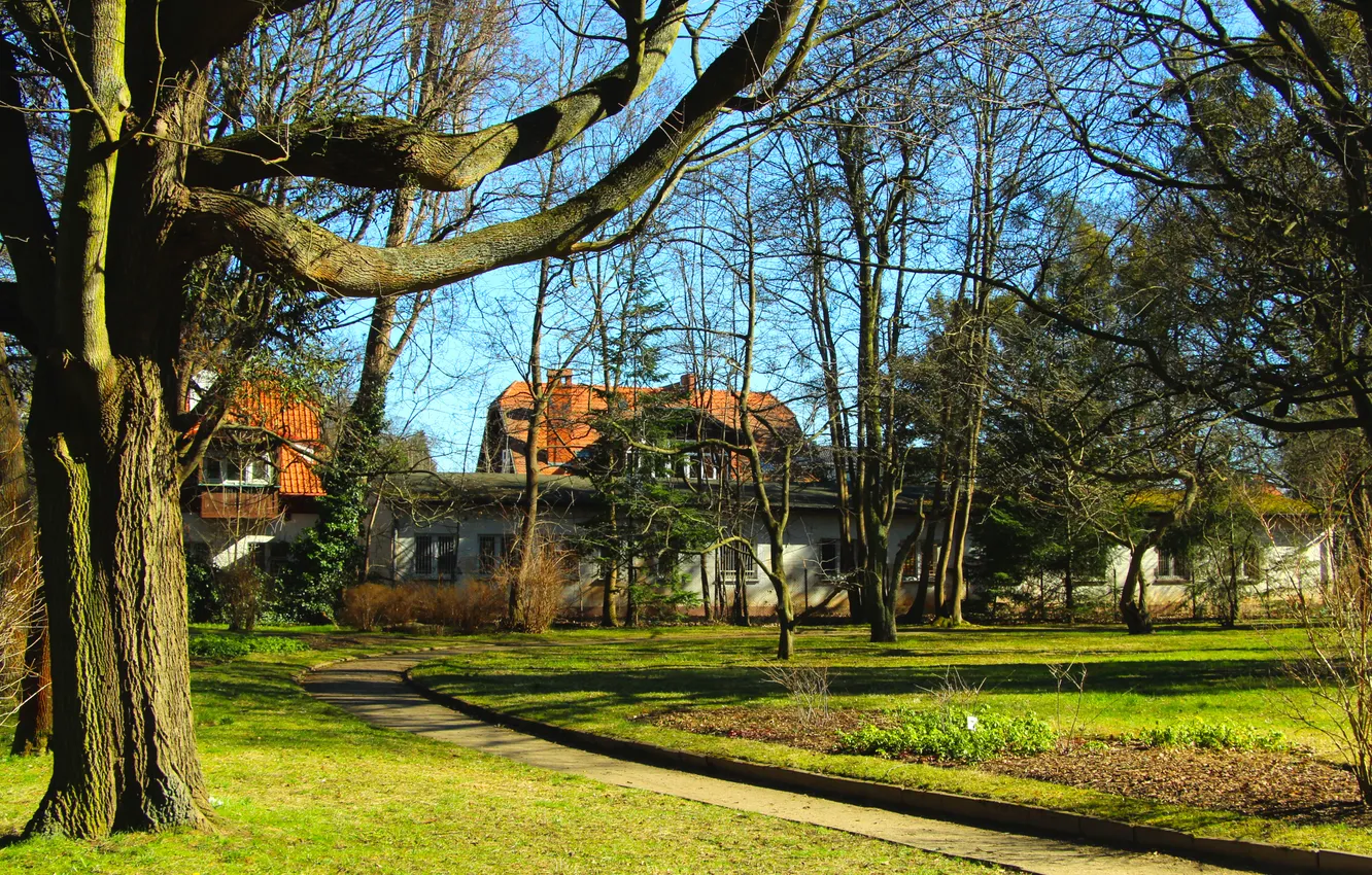 Фото обои park, tree, alley
