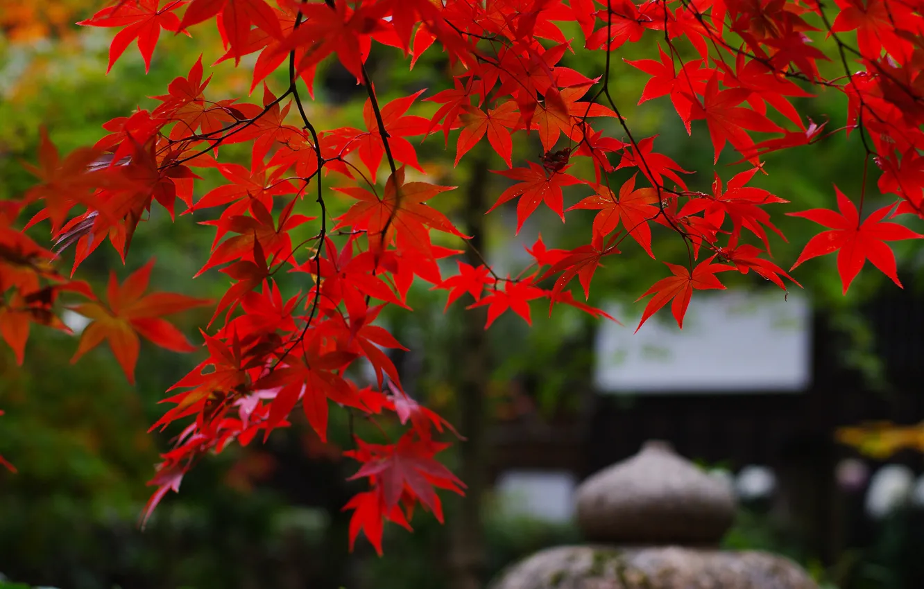 Фото обои ветки, природа, листва, япония, сад, клён, красная