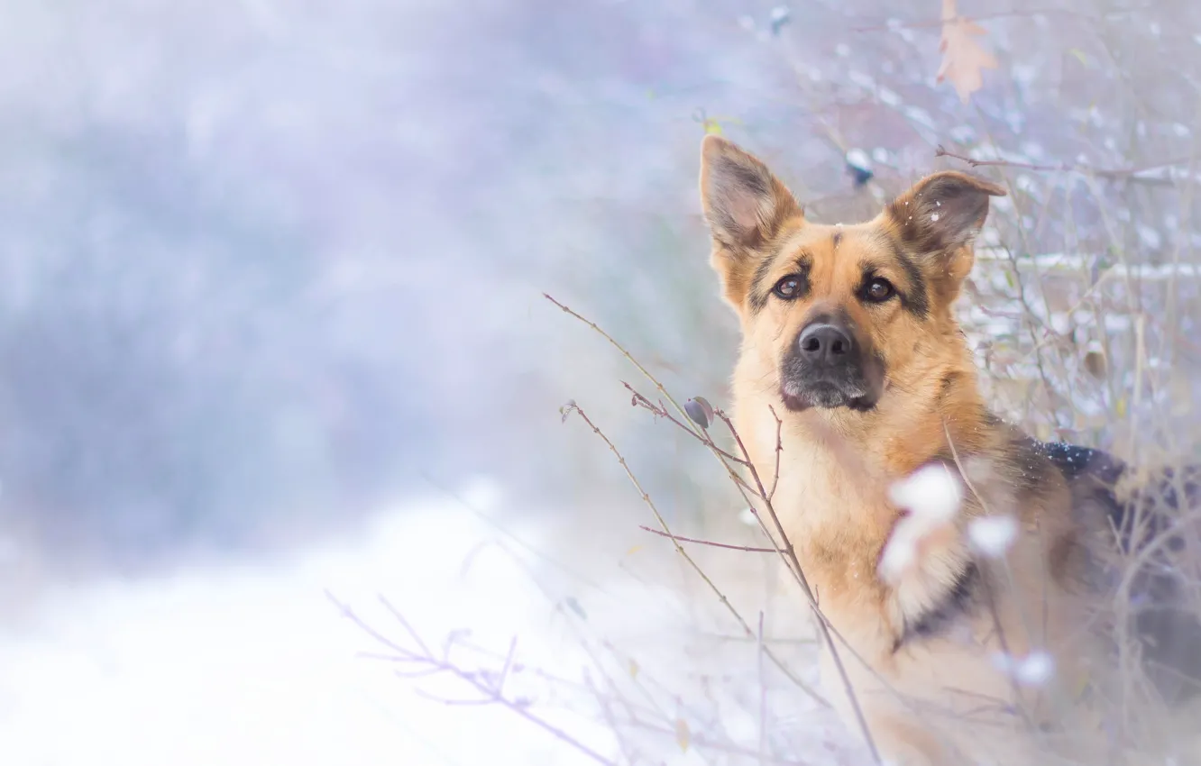 Фото обои зима, взгляд, собака, овчарка