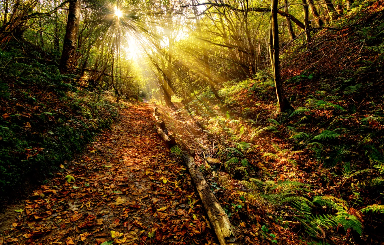 Фото обои осень, лес, небо, трава, листья, солнце, облака, лучи