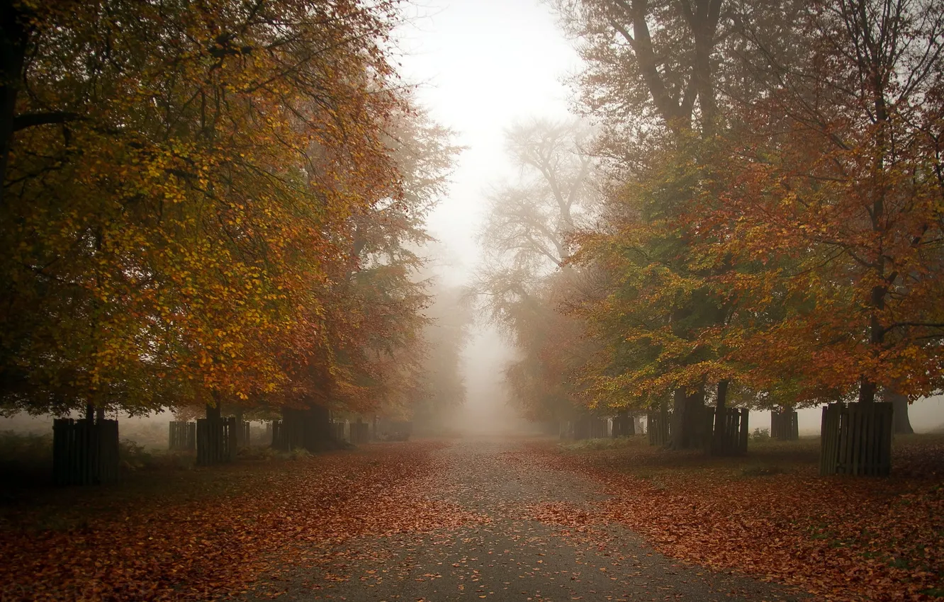 Фото обои осень, город, туман, улица