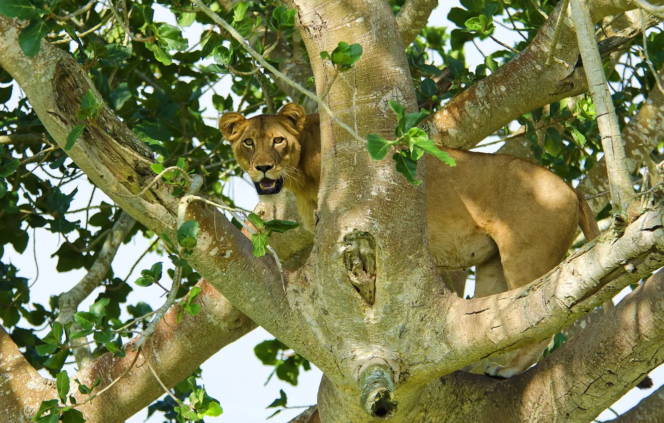 Фото обои взгляд, хищник, лев, львица, на дереве