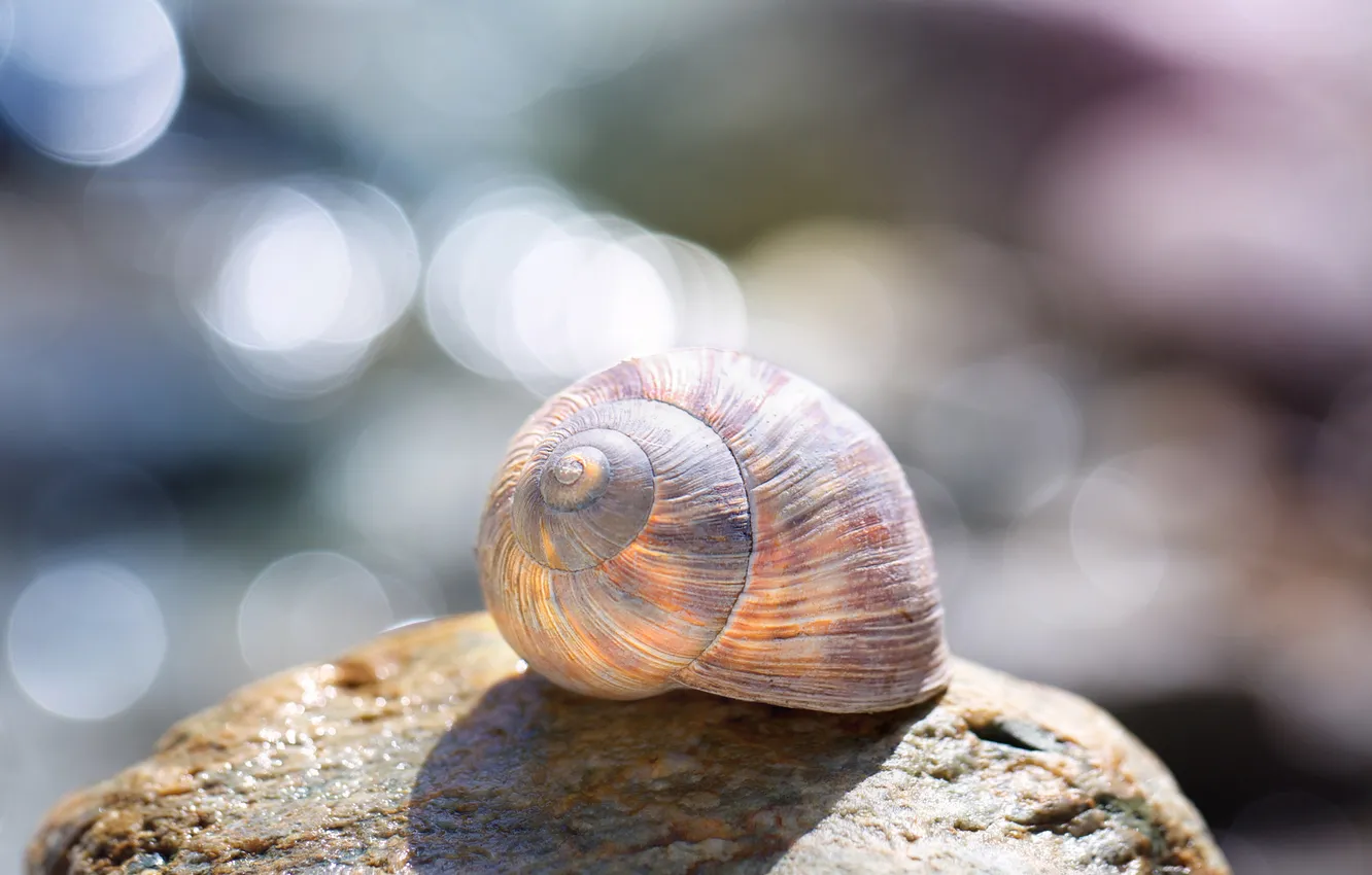 Фото обои nature, stone, water, beautiful, macro, bokeh, sleeping, snail