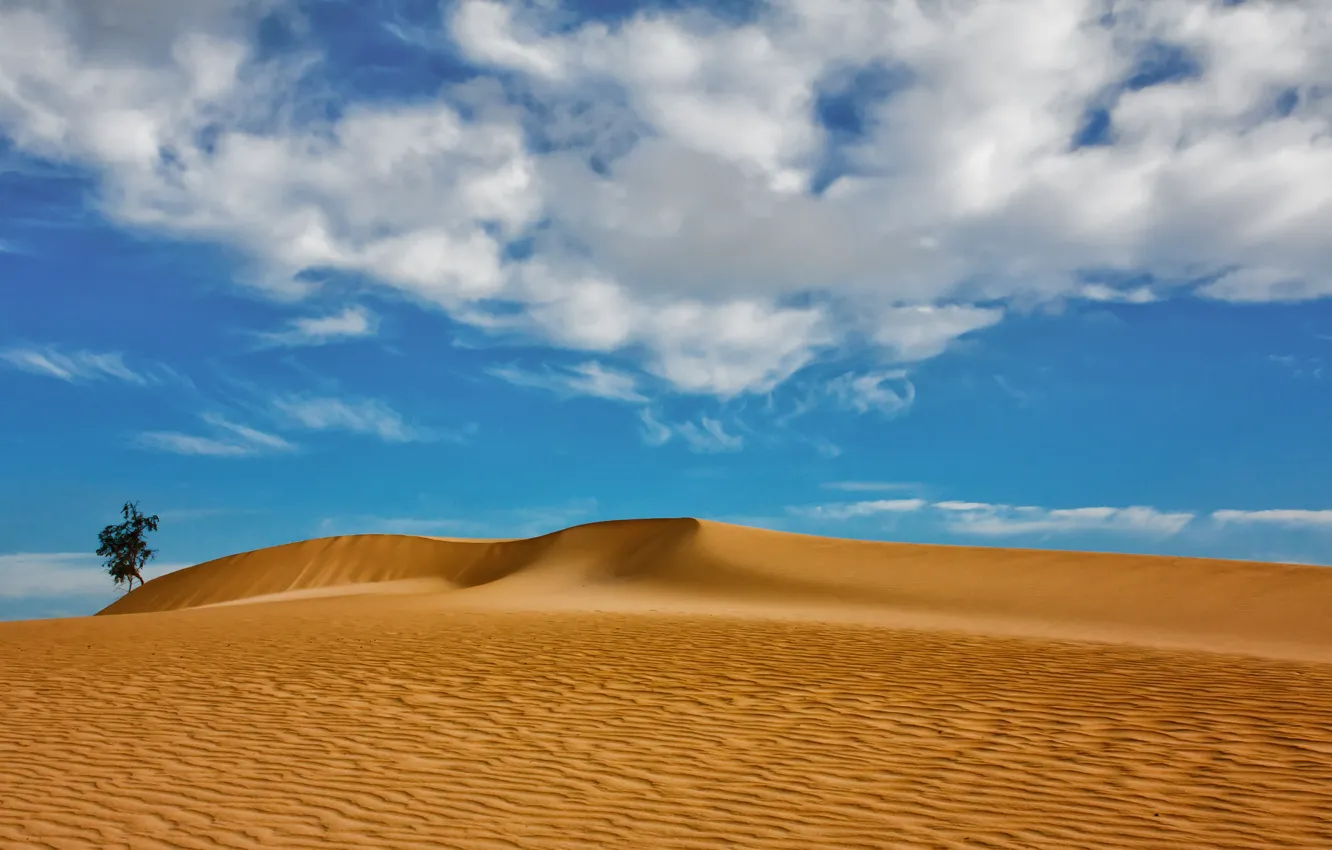 Фото обои песок, облака, дерево, дюны, Испания, Spain, Канарские острова, Canary Islands