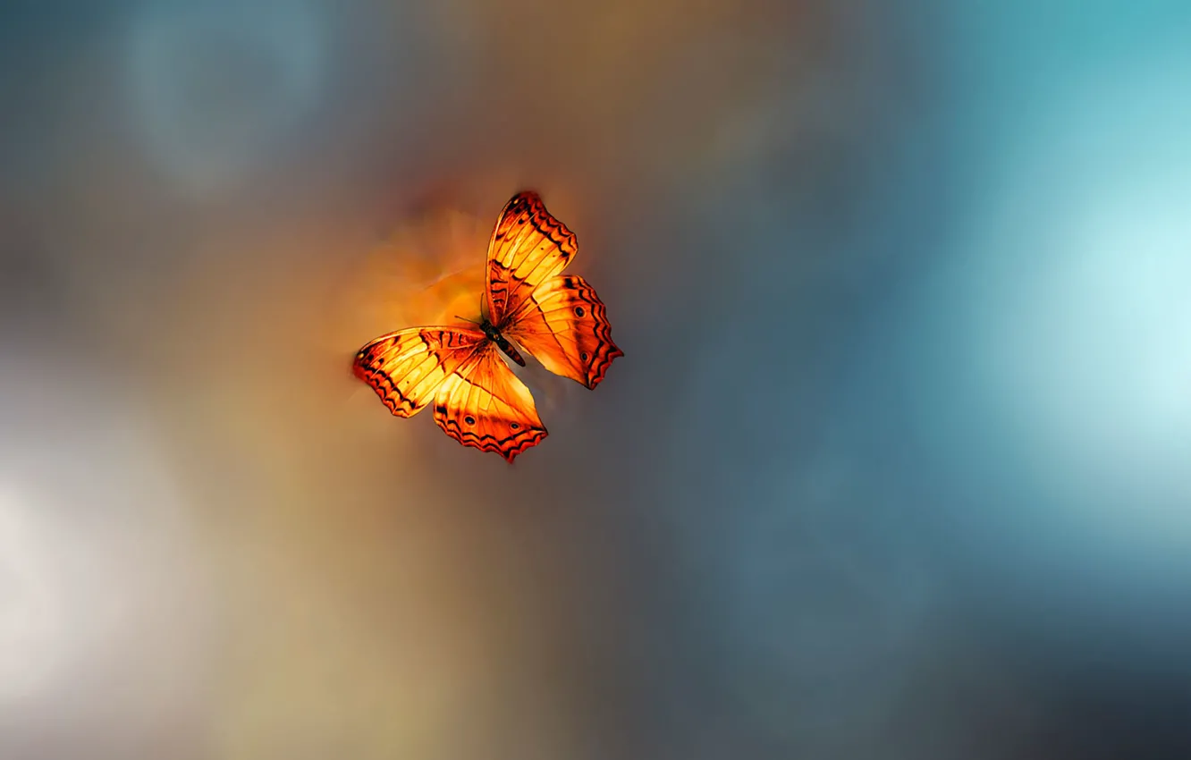 Фото обои бабочка, Ƹ̵̡Ӝ̵̨̄Ʒ, Josep Sumalla, Golden Age