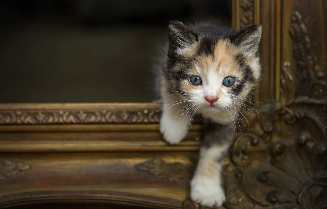 Фото обои кошка, взгляд, поза, фон, рама, лапки, картина, котёнок