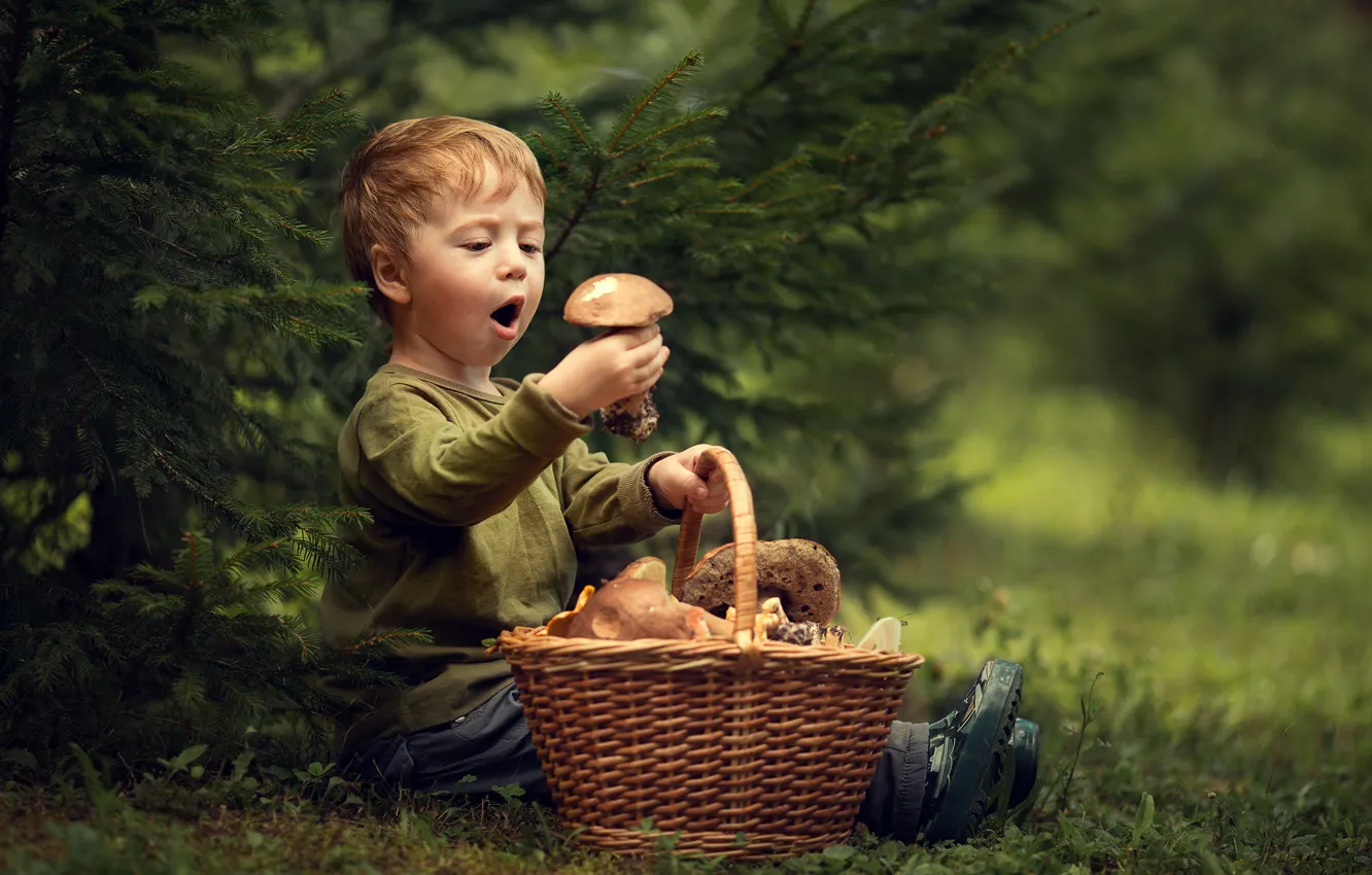 Фото обои корзина, грибы, ель, удивление, мальчик, восторг