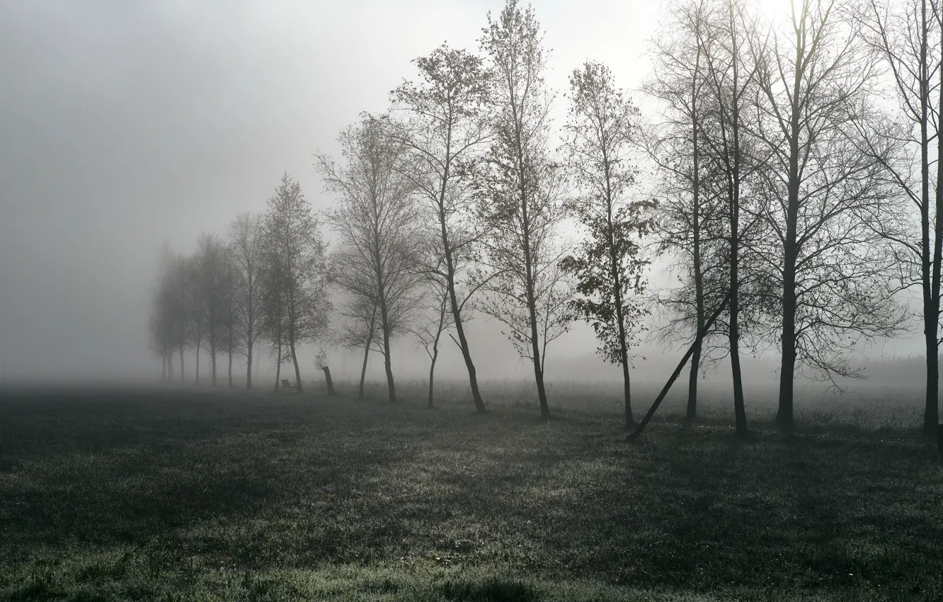 Фото обои поле, природа, туман