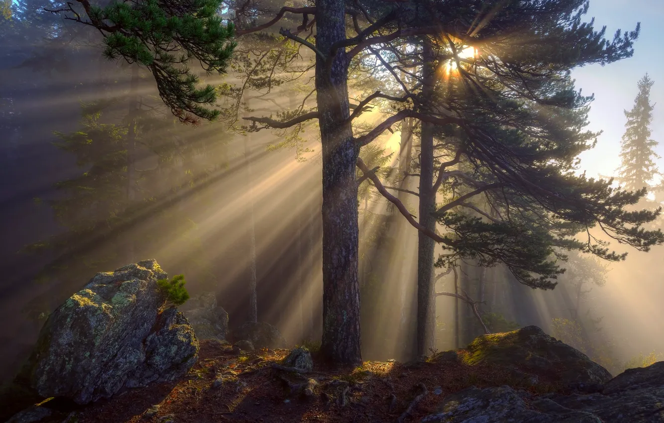 Фото обои лес, лучи, свет, деревья, природа, камни, утро, солнца