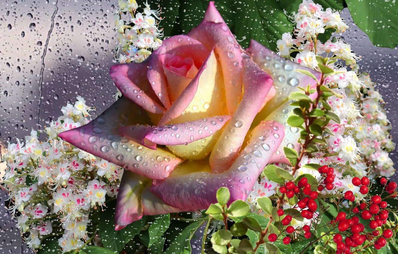 Фото обои осень, капли, роса, дождь, роза