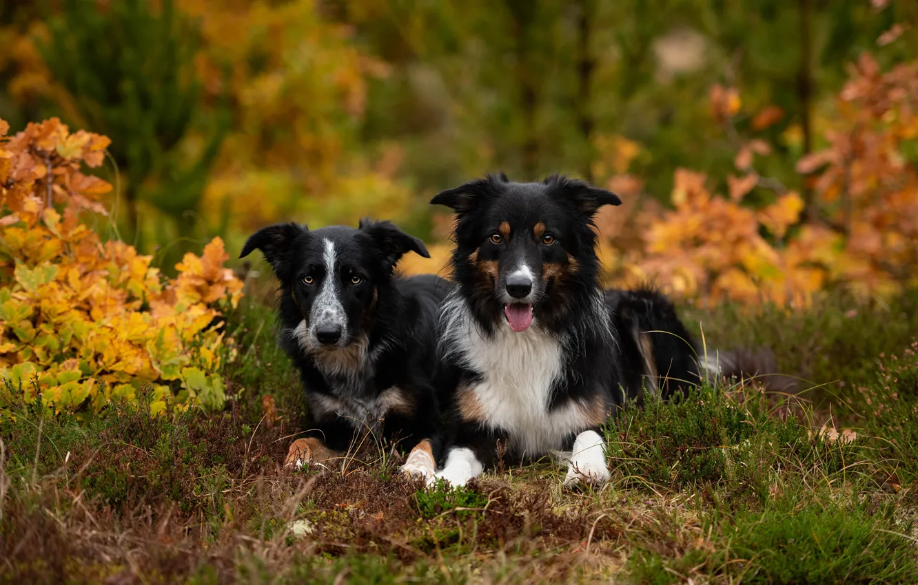 Фото обои осень, лес, собаки, взгляд, природа, парк, листва, пара