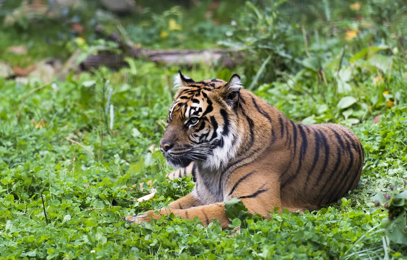 Фото обои тигр, отдых, хищник, лежит, дикая кошка