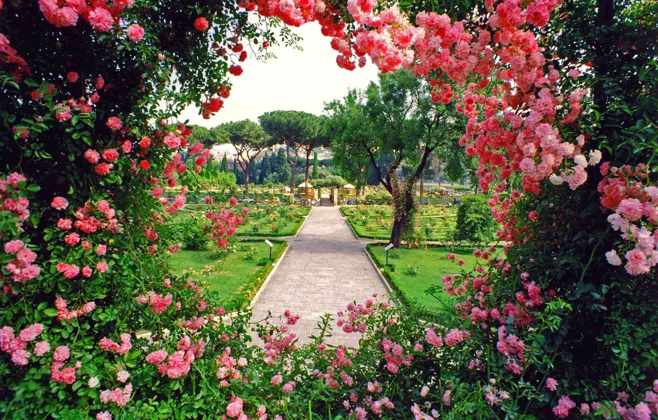 Фото обои Цветы, Flowers, Цветущий сад, Blooming garden, Цветочная арка, Flower arch