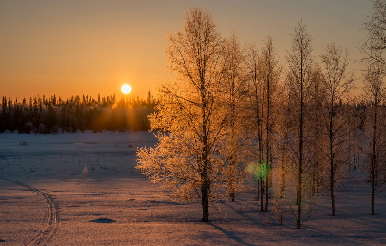 Фото обои Солнце, Небо, Природа, Зима, Деревья, Снег, Лес, Ветки