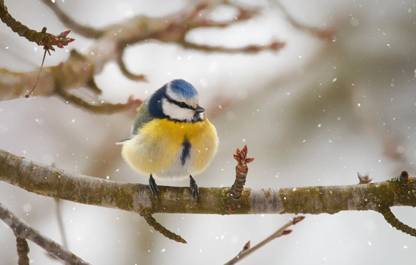 Фото обои снег, ветки, птица, синица, Лазоревка