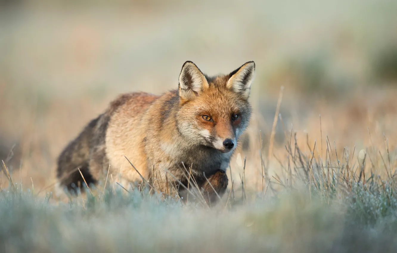 Фото обои трава, фон, поляна, лиса, прогулка