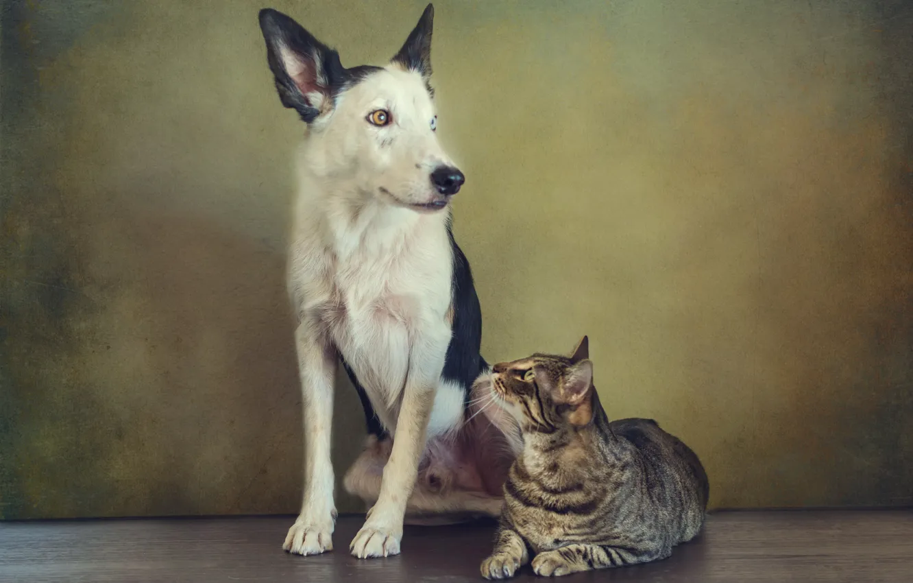 Фото обои кошка, кот, ретро, собака, обработка, пара, пёс, сидят