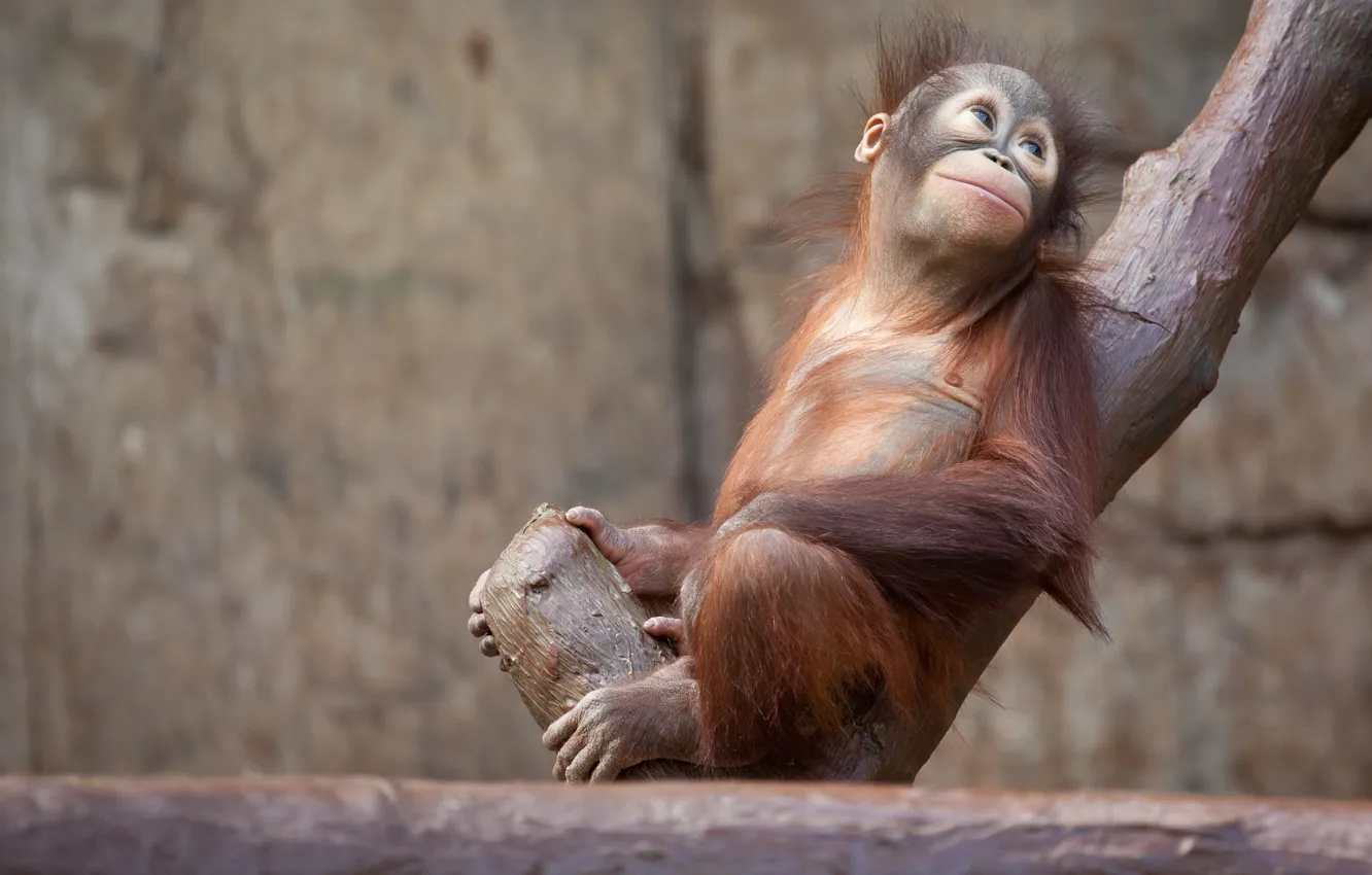 Фото обои животные, природа, дерево, обезьяна, Орангутан