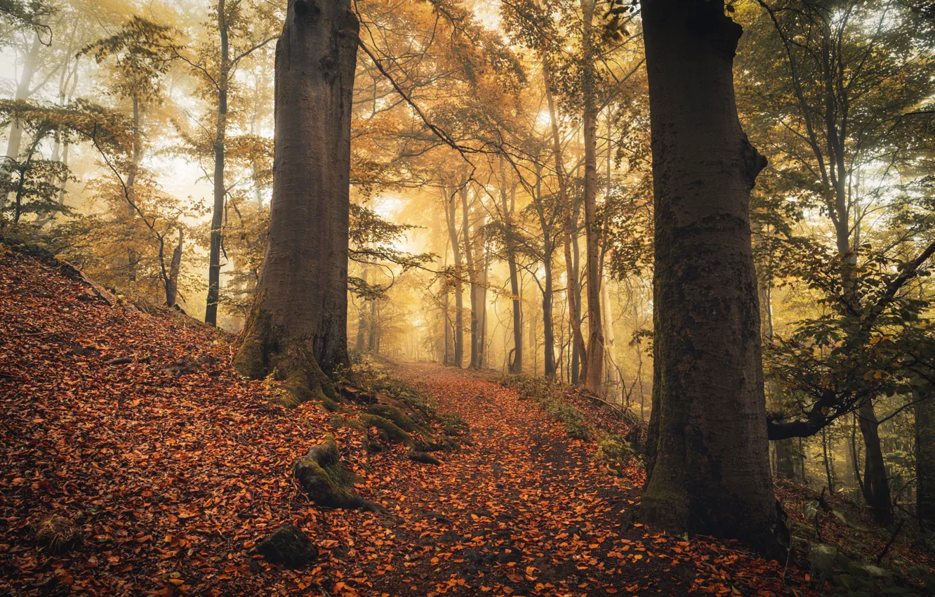 Фото обои осень, лес, свет, деревья, корни, туман, ветви, стволы