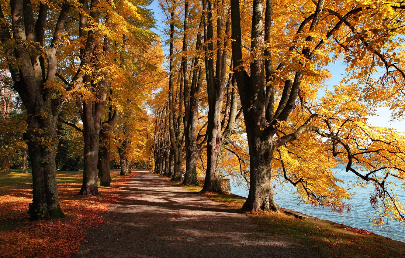 Фото обои осень, листья, озеро, парк