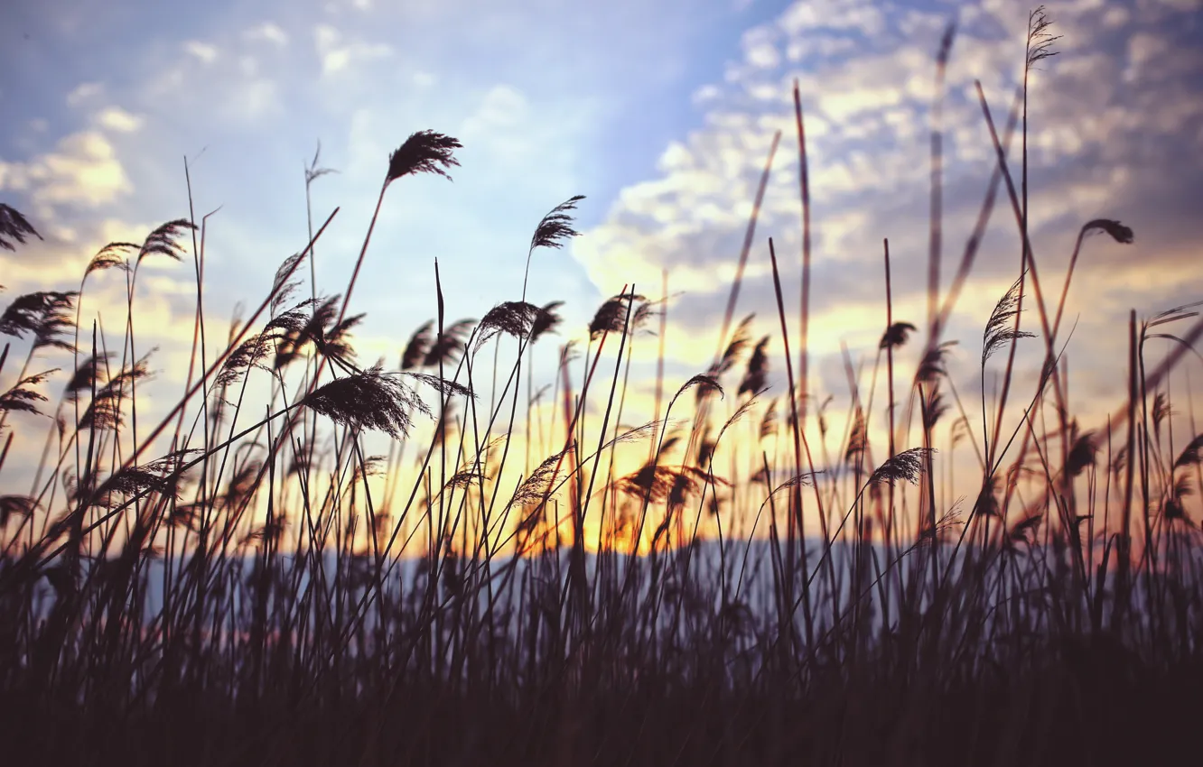 Фото обои трава, озеро, растения, вечер, tranquility, beauty in nature