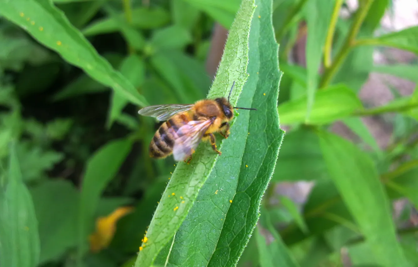 Фото обои лето, листья, пчела, пыльца, насекомое