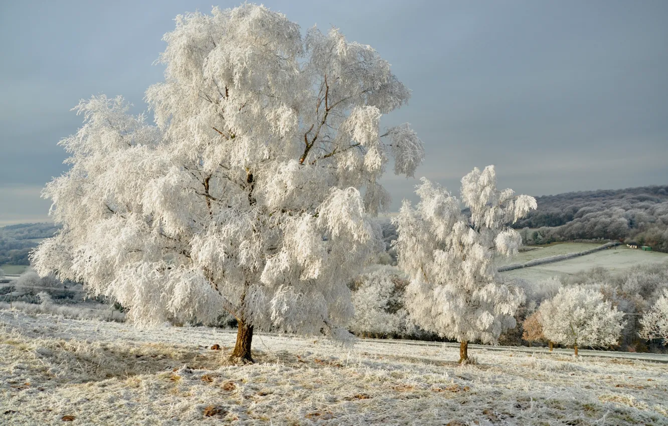 Фото обои зима, небо, снег, деревья, пейзаж, природа