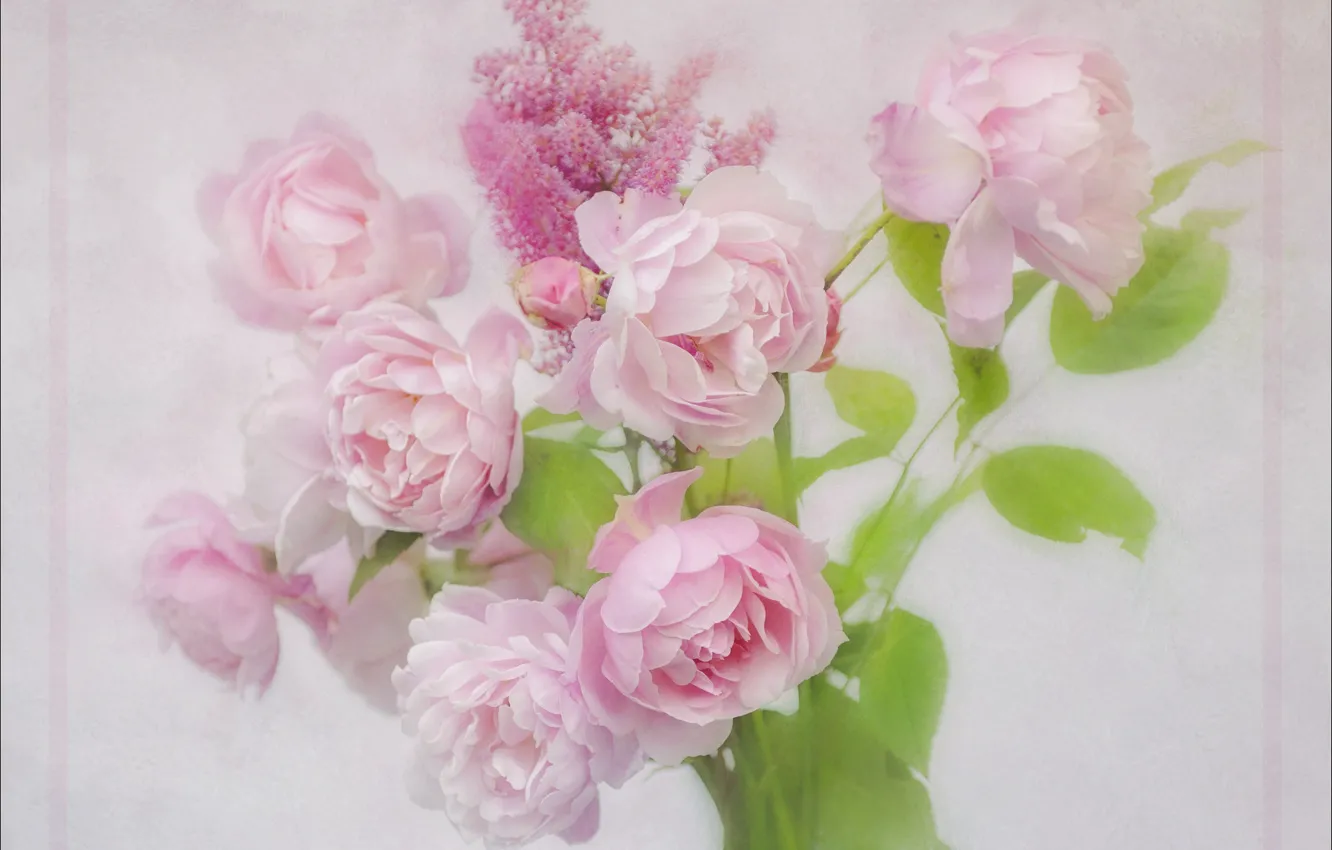 Фото обои розовый, розы, спирея