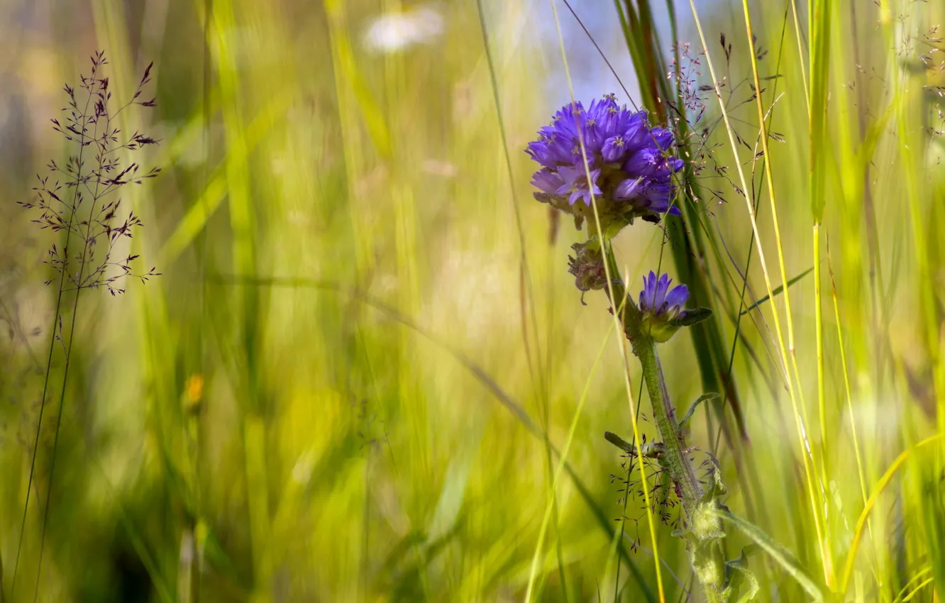 Фото обои лето, трава, макро, цветы, природа